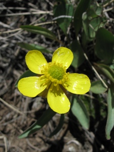 Ranunculus spp.